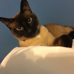 Meet your Posher, Dee